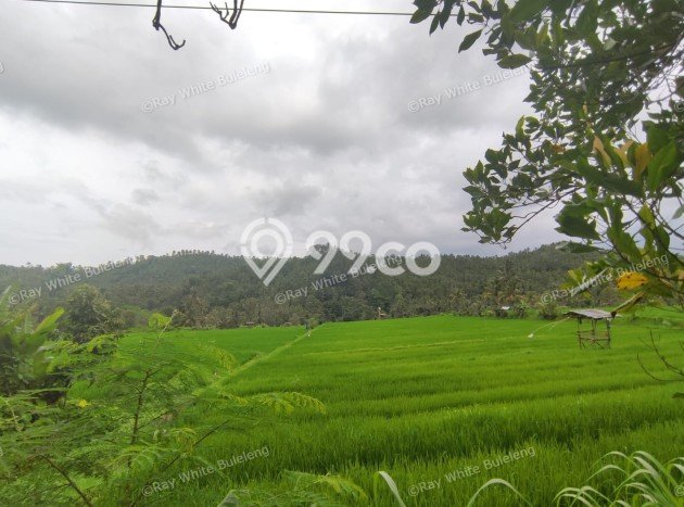 Tanah Dijual Lokasi Strategis di Buleleng dengan Luas 12110m2 Tanah Dijual Lokasi Strategis di Buleleng dengan Luas 12110m2