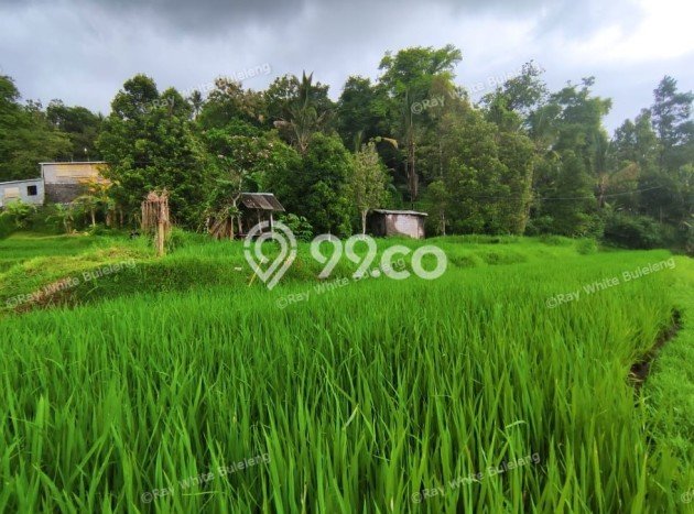 Tanah Dijual Lokasi Strategis di Buleleng dengan Luas 12110m2 Tanah Dijual Lokasi Strategis di Buleleng dengan Luas 12110m2