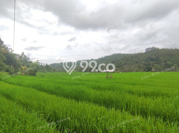 Tanah Dijual Lokasi Strategis di Buleleng dengan Luas 12110m2 Tanah Dijual Lokasi Strategis di Buleleng dengan Luas 12110m2
