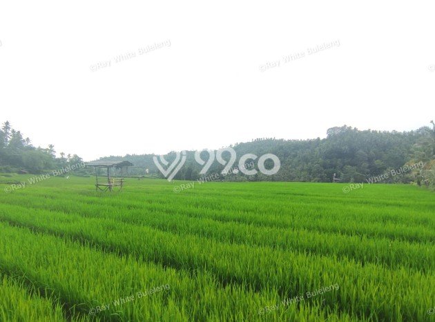 Tanah Dijual Lokasi Strategis di Buleleng dengan Luas 12110m2 Tanah Dijual Lokasi Strategis di Buleleng dengan Luas 12110m2