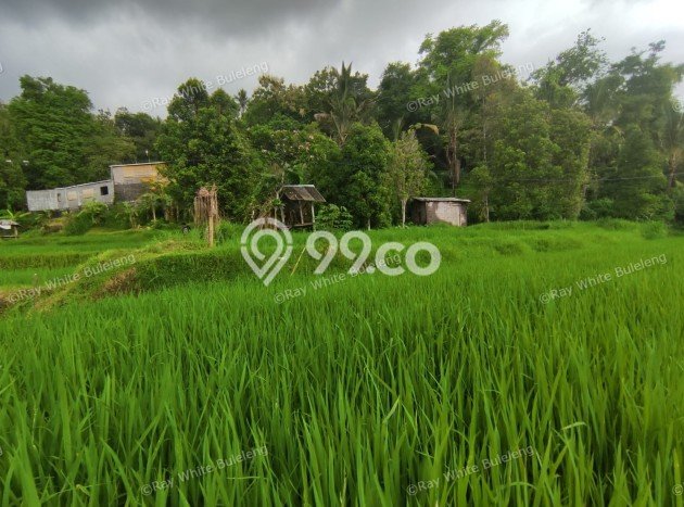 Tanah Dijual Lokasi Strategis di Buleleng dengan Luas 12110m2 Tanah Dijual Lokasi Strategis di Buleleng dengan Luas 12110m2