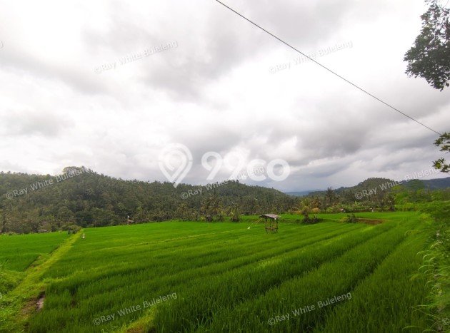 Tanah Dijual Lokasi Strategis di Buleleng dengan Luas 12110m2 Tanah Dijual Lokasi Strategis di Buleleng dengan Luas 12110m2