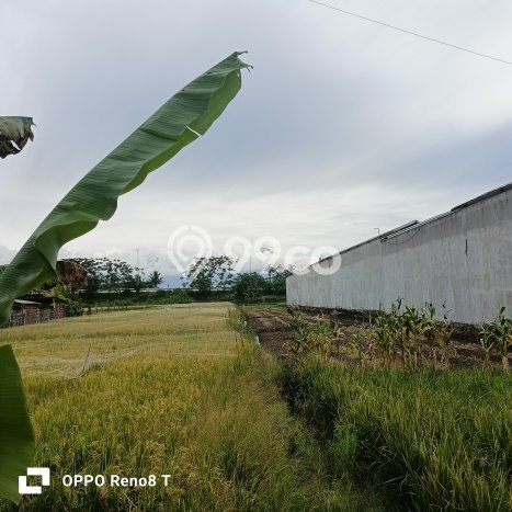 Tanah Dijual Lokasi Pakis, Malang dengan Luas Tanah 3842m2 dan Status SHM Tanah Dijual Lokasi Pakis, Malang dengan Luas Tanah 3842m2 dan Status SHM