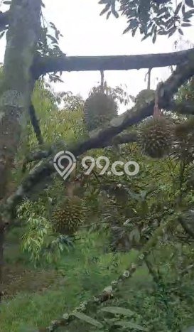 Tanah Kosong Dijual di Malang dengan Area 4000m2 Tanah Kosong Dijual di Malang dengan Area 4000m2