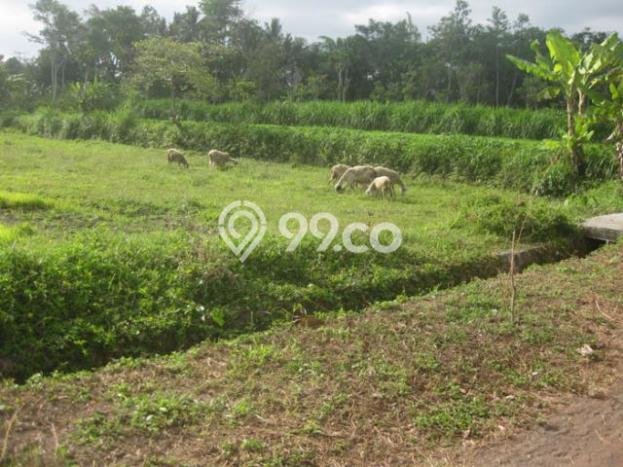Rumah 4 KT area Pakem, Dekat Pakem, Sleman, Sleman Rumah 4 KT area Pakem, Dekat Pakem, Sleman, Sleman