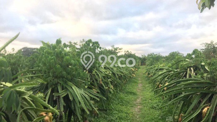 Tanah Area Potensial Kawasan Ubud, Luas 2450m2m², Kawasan Asri, Akses Ubud, Gianyar, Gianyar Tanah Area Potensial Kawasan Ubud, Luas 2450m2m², Kawasan Asri, Akses Ubud, Gianyar, Gianyar