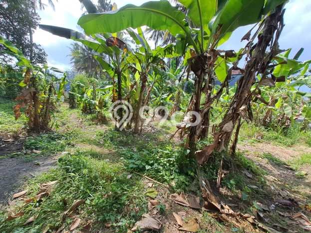 Tanah Kavling Dijual di Gianyar dengan Spesifikasi 727m2 Tanah Kavling Dijual di Gianyar dengan Spesifikasi 727m2
