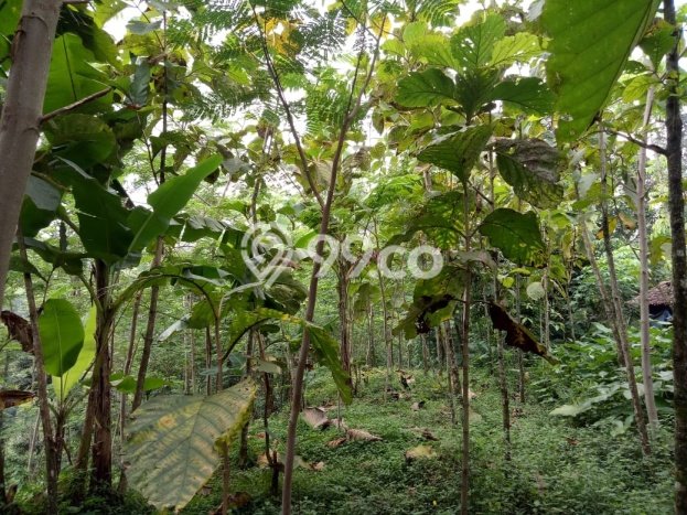Lahan Strategis di Pandaan Dijual dengan Luas 1369m2 Lahan Strategis di Pandaan Dijual dengan Luas 1369m2