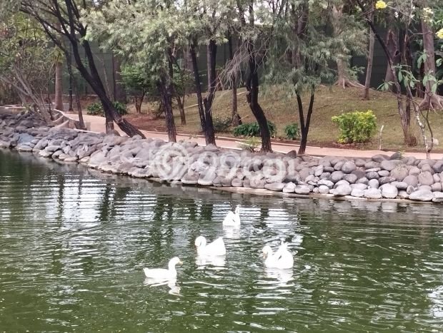 Jual Rumah Mewah Elegan Dengan View Eksklusif di Green Mansion, Jakarta Barat Jual Rumah Mewah Elegan Dengan View Eksklusif di Green Mansion, Jakarta Barat