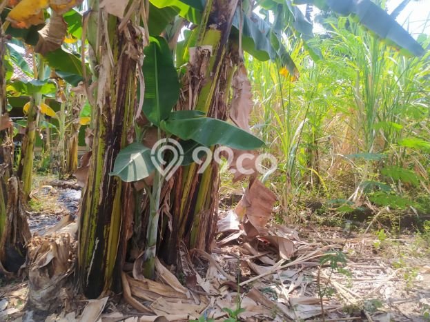 Lahan Kosong Dijual di Koja, Jakarta Utara, Luas 712m2 Area Strategis Lahan Kosong Dijual di Koja, Jakarta Utara, Luas 712m2 Area Strategis