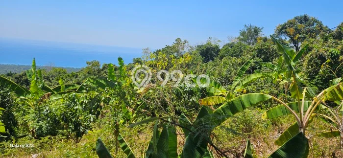 Kavling Tanah Lokasi Strategis di Kubutambahan, Buleleng Disewakan 8000m2 Kavling Tanah Lokasi Strategis di Kubutambahan, Buleleng Disewakan 8000m2