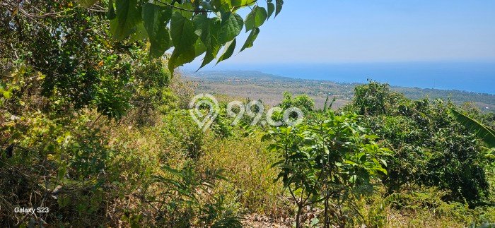 Kavling Tanah Lokasi Strategis di Kubutambahan, Buleleng Disewakan 8000m2 Kavling Tanah Lokasi Strategis di Kubutambahan, Buleleng Disewakan 8000m2