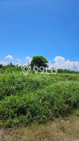 Dijual Tanah Lokasi Saba, Gianyar Seluas 70000m2 Dijual Tanah Lokasi Saba, Gianyar Seluas 70000m2