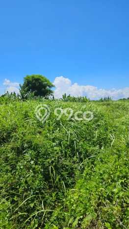 Dijual Tanah Lokasi Saba, Gianyar Seluas 70000m2 Dijual Tanah Lokasi Saba, Gianyar Seluas 70000m2