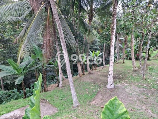 Jarang Ada! Tanah di Ubud Punya Luas 5500m2 SHM Jarang Ada! Tanah di Ubud Punya Luas 5500m2 SHM