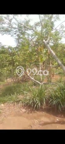 Tanah Kavling untuk Dijual di Gunung Pati Semarang 2700m2 Tanah Kavling untuk Dijual di Gunung Pati Semarang 2700m2