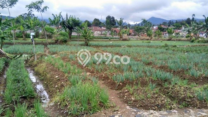 Jarang Ada! Tanah di Ciwidey Punya Luas 9300m2 SHM Jarang Ada! Tanah di Ciwidey Punya Luas 9300m2 SHM