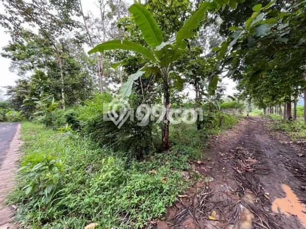 Tanah Dijual Lokasi Natar, Lampung Selatan Luas 13363m2 Legalitas Aman Tanah Dijual Lokasi Natar, Lampung Selatan Luas 13363m2 Legalitas Aman