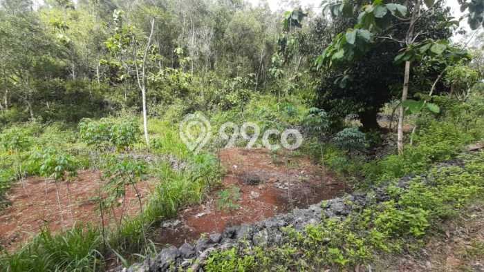 Jarang Ada! Tanah di Rongkop Punya Luas 1368m2 SHM Jarang Ada! Tanah di Rongkop Punya Luas 1368m2 SHM