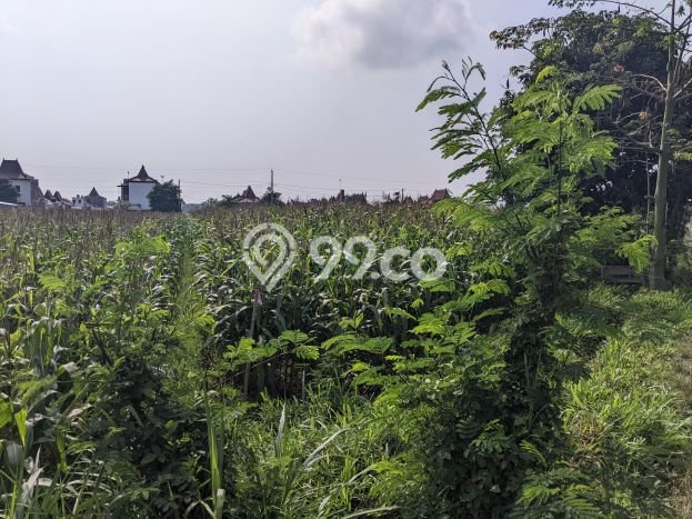 Lahan Kosong Dijual di Klaten dengan Area 2300m2 Lahan Kosong Dijual di Klaten dengan Area 2300m2