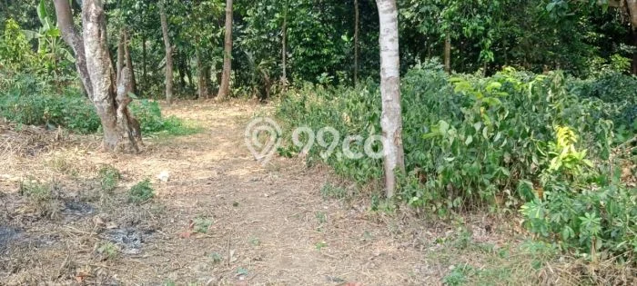 Kavling Tanah Dijual di Ciseeng, Bogor, Luas 7000m2 Area Strategis Kavling Tanah Dijual di Ciseeng, Bogor, Luas 7000m2 Area Strategis