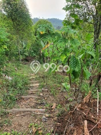 Dijual Tanah Lokasi Munduk, Buleleng Seluas 18600m2 Dijual Tanah Lokasi Munduk, Buleleng Seluas 18600m2