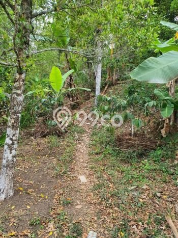 Dijual Tanah Lokasi Munduk, Buleleng Seluas 18600m2 Dijual Tanah Lokasi Munduk, Buleleng Seluas 18600m2