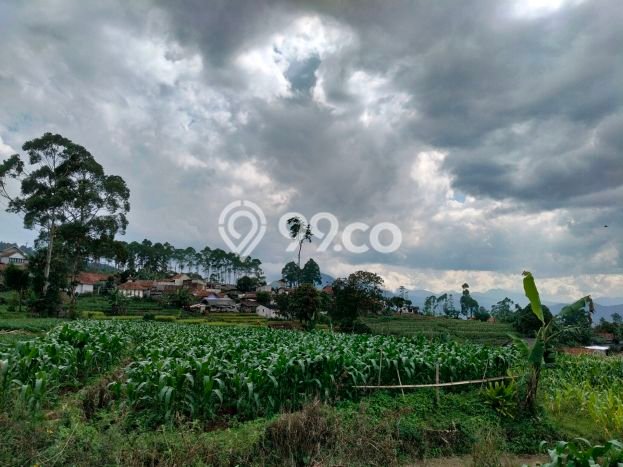 Jarang Ada! Tanah di Pangalengan Punya Luas 1456m2 SHM Jarang Ada! Tanah di Pangalengan Punya Luas 1456m2 SHM
