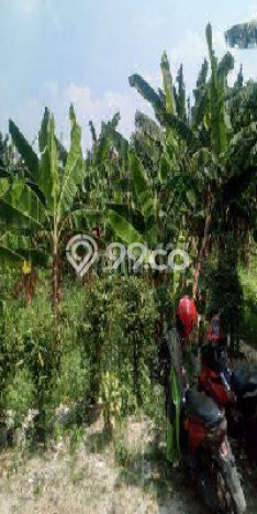 Untuk Dijual Tanah 5000m2 di Pondok Cabe, Tangerang Untuk Dijual Tanah 5000m2 di Pondok Cabe, Tangerang
