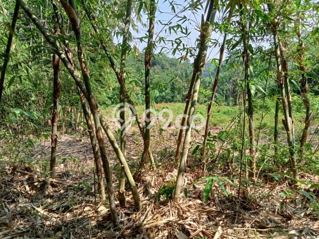 Lahan Investasi Lokasi Jasinga Bogor SHM Lahan Investasi Lokasi Jasinga Bogor SHM