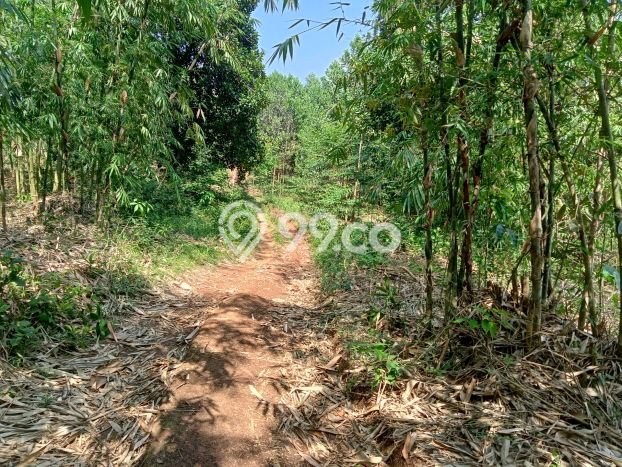 Lahan Investasi Lokasi Jasinga Bogor SHM Lahan Investasi Lokasi Jasinga Bogor SHM