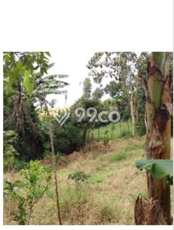 Kavling Tanah di Cipanas Dijual Luas 41075m2 Legalitas SHM Kavling Tanah di Cipanas Dijual Luas 41075m2 Legalitas SHM