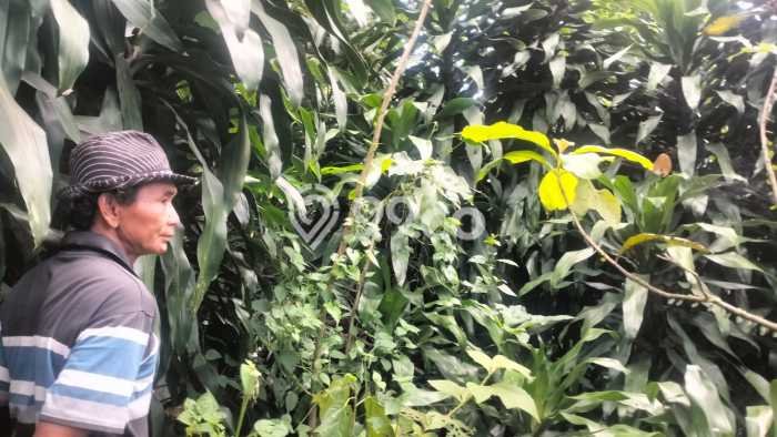 Tanah Komersial Dijual di Cariu Bogor 2985m2 Tanah Komersial Dijual di Cariu Bogor 2985m2
