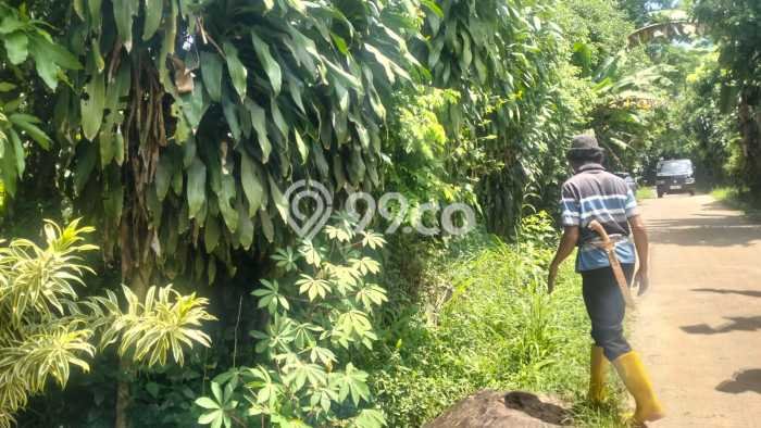 Tanah Komersial Dijual di Cariu Bogor 2985m2 Tanah Komersial Dijual di Cariu Bogor 2985m2