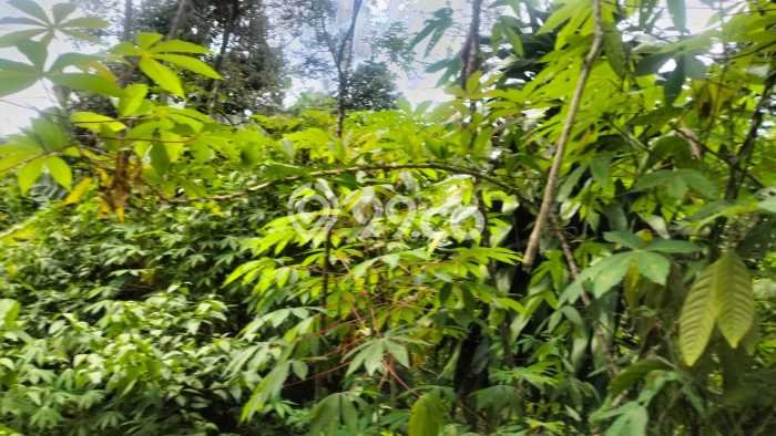 Tanah Komersial Dijual di Cariu Bogor 2985m2 Tanah Komersial Dijual di Cariu Bogor 2985m2