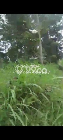 Tanah di Tumpang, Malang Luas 3640m2 Dijual Segera Tanah di Tumpang, Malang Luas 3640m2 Dijual Segera