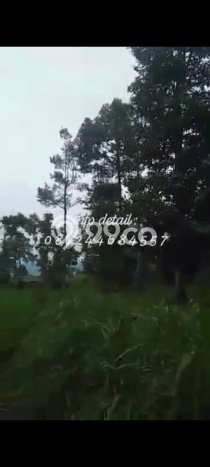 Tanah di Tumpang, Malang Luas 3640m2 Dijual Segera Tanah di Tumpang, Malang Luas 3640m2 Dijual Segera