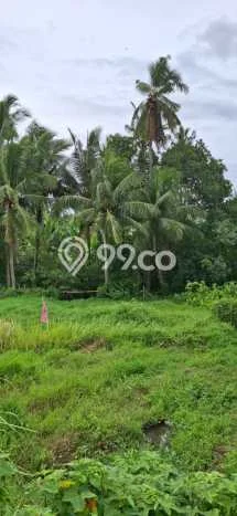 Untuk Disewa Tanah di Sukawati Luas 2576m2 SHM Untuk Disewa Tanah di Sukawati Luas 2576m2 SHM