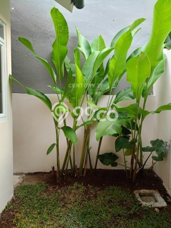 Rumah Minimalis 2 KT LT 60m2 di Katulampa Rumah Minimalis 2 KT LT 60m2 di Katulampa