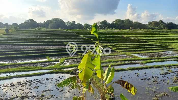 Kavling Tanah Dijual di Mengwi, Badung, Luas 1683m2 Area Strategis Kavling Tanah Dijual di Mengwi, Badung, Luas 1683m2 Area Strategis