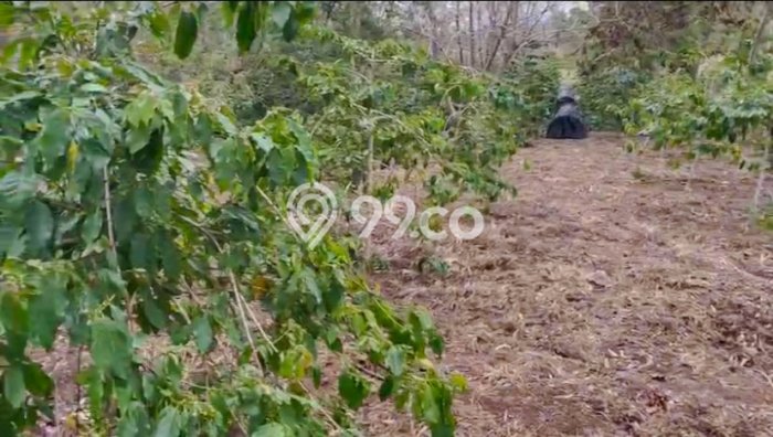 Tanah untuk Dijual Lokasi Lintong Nihuta, Hambang Hasundutan Luas 80000m2 SHM Tanah untuk Dijual Lokasi Lintong Nihuta, Hambang Hasundutan Luas 80000m2 SHM