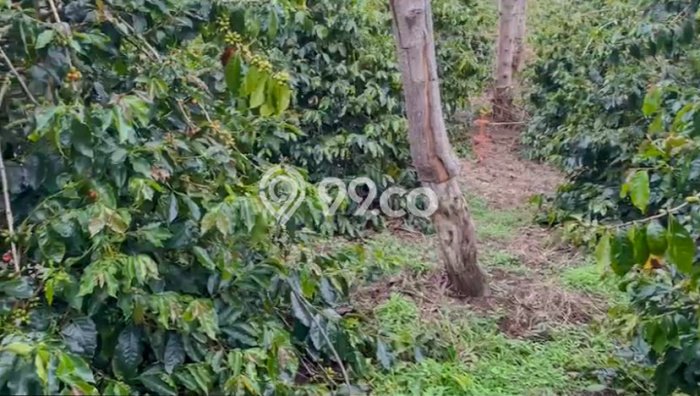 Tanah untuk Dijual Lokasi Lintong Nihuta, Hambang Hasundutan Luas 80000m2 SHM Tanah untuk Dijual Lokasi Lintong Nihuta, Hambang Hasundutan Luas 80000m2 SHM
