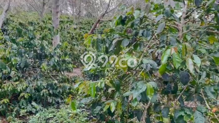 Tanah untuk Dijual Lokasi Lintong Nihuta, Hambang Hasundutan Luas 80000m2 SHM Tanah untuk Dijual Lokasi Lintong Nihuta, Hambang Hasundutan Luas 80000m2 SHM