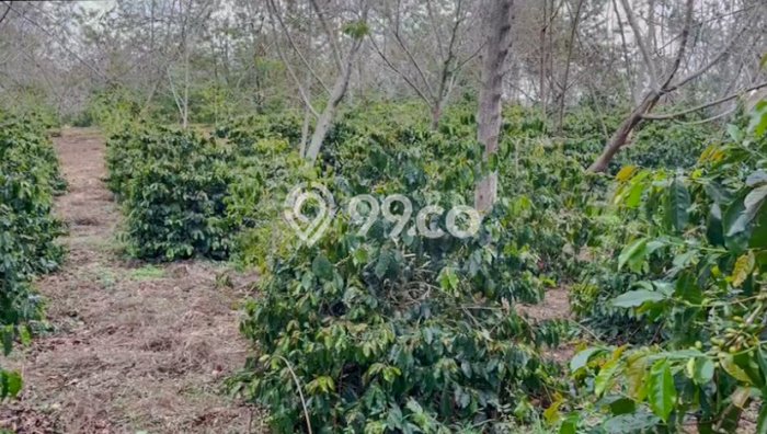 Tanah untuk Dijual Lokasi Lintong Nihuta, Hambang Hasundutan Luas 80000m2 SHM Tanah untuk Dijual Lokasi Lintong Nihuta, Hambang Hasundutan Luas 80000m2 SHM