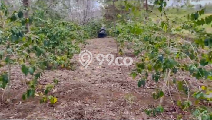 Tanah untuk Dijual Lokasi Lintong Nihuta, Hambang Hasundutan Luas 80000m2 SHM Tanah untuk Dijual Lokasi Lintong Nihuta, Hambang Hasundutan Luas 80000m2 SHM
