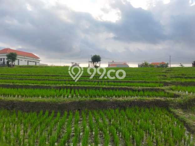 Untuk Disewa Tanah di Badung, Luas 2950m2 Area Berkembang Untuk Disewa Tanah di Badung, Luas 2950m2 Area Berkembang