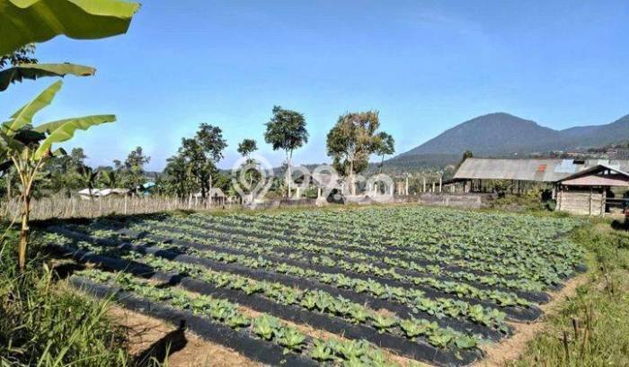 Tanah Kavling untuk Dijual di Baturiti Tabanan 1560m2 Tanah Kavling untuk Dijual di Baturiti Tabanan 1560m2