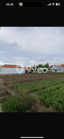 Kavling Tanah untuk Disewa di Kerobokan Lahan Luas 1160m2 Kavling Tanah untuk Disewa di Kerobokan Lahan Luas 1160m2
