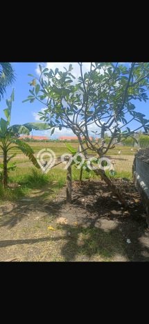 Jual Tanah di Umalas, Luas 1276m², Lingkungan Asri Jual Tanah di Umalas, Luas 1276m², Lingkungan Asri