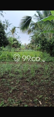 Jarang Ada! Tanah di Ubud Punya Luas 2655m2 SHM Jarang Ada! Tanah di Ubud Punya Luas 2655m2 SHM